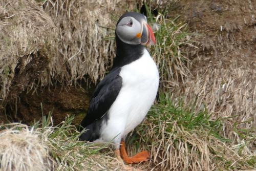 20230502 HafnarholmiPuffins 0109