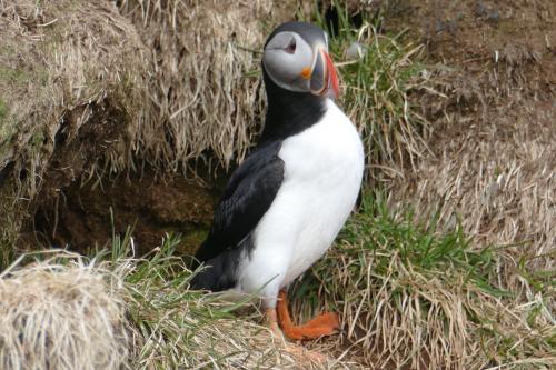 20230502 HafnarholmiPuffins 0110
