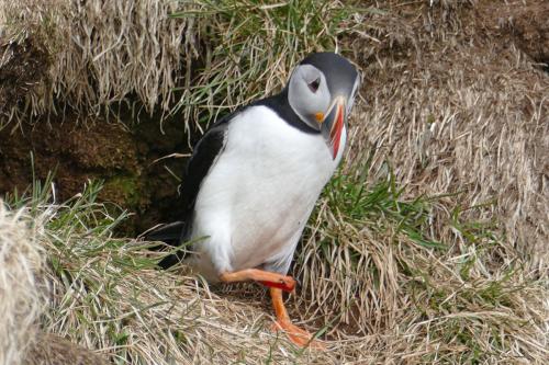 20230502 HafnarholmiPuffins 0111