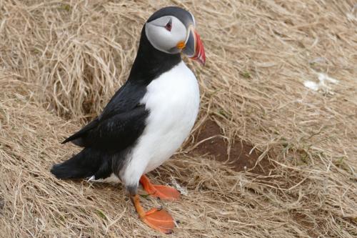 20230502 HafnarholmiPuffins 0113
