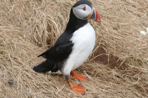 20230502 HafnarholmiPuffins 0114