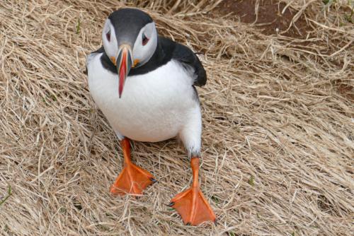 20230502 HafnarholmiPuffins 0116