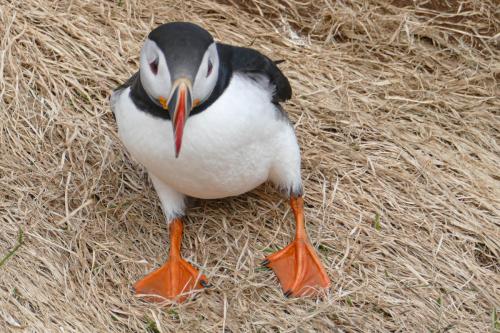 20230502 HafnarholmiPuffins 0117
