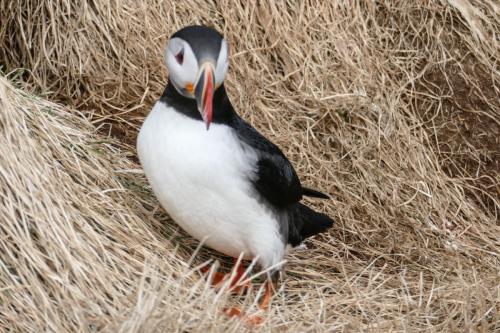 20230502 HafnarholmiPuffins 0118
