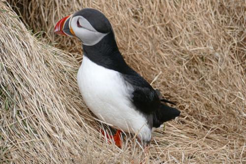20230502 HafnarholmiPuffins 0120