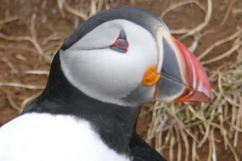 20230502 HafnarholmiPuffins 0124
