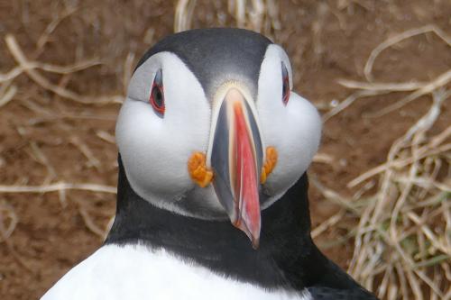 20230502 HafnarholmiPuffins 0126
