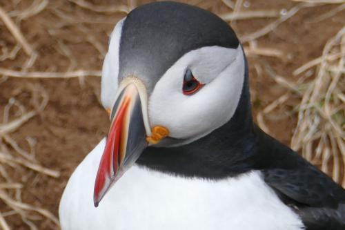 20230502 HafnarholmiPuffins 0128