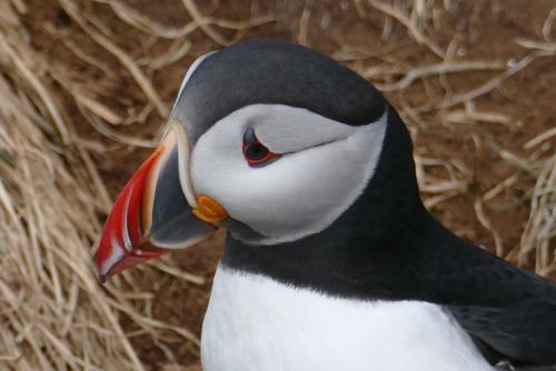 20230502 HafnarholmiPuffins 0129