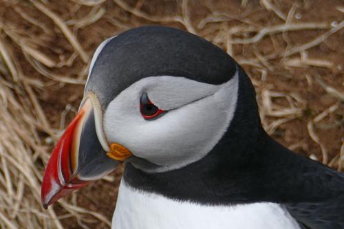 20230502 HafnarholmiPuffins 0130