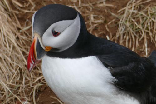 20230502 HafnarholmiPuffins 0131