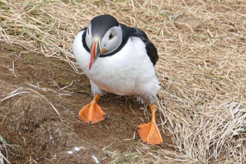 20230502 HafnarholmiPuffins 0133