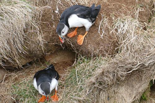 20230502 HafnarholmiPuffins 0134