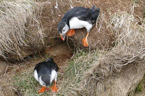 20230502 HafnarholmiPuffins 0135