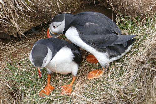 20230502 HafnarholmiPuffins 0136