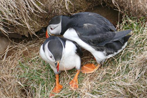 20230502 HafnarholmiPuffins 0137