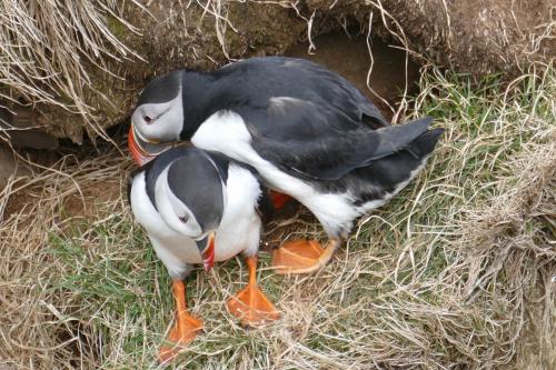 20230502 HafnarholmiPuffins 0138