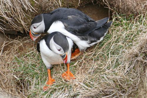 20230502 HafnarholmiPuffins 0139