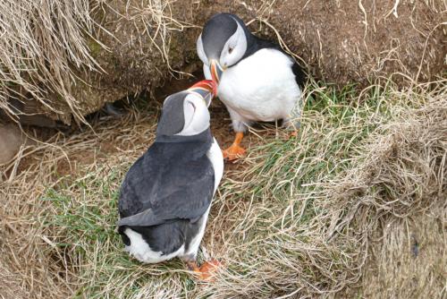 20230502 HafnarholmiPuffins 0140