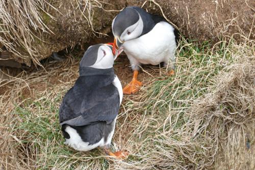20230502 HafnarholmiPuffins 0141