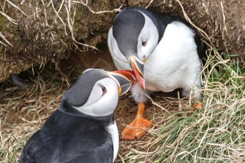 20230502 HafnarholmiPuffins 0142