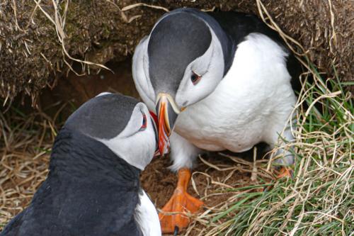 20230502 HafnarholmiPuffins 0143