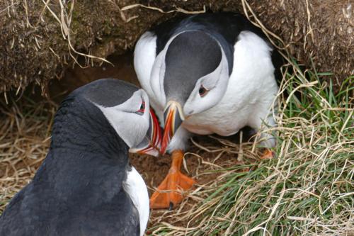 20230502 HafnarholmiPuffins 0144