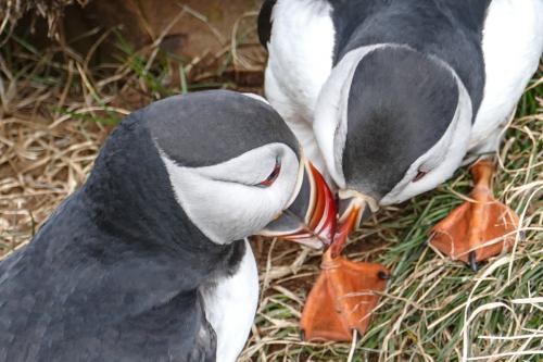 20230502 HafnarholmiPuffins 0145