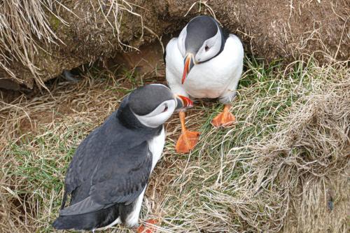 20230502 HafnarholmiPuffins 0146