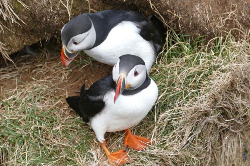 20230502 HafnarholmiPuffins 0147