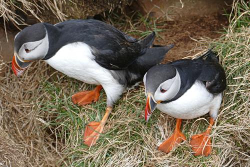 20230502 HafnarholmiPuffins 0148