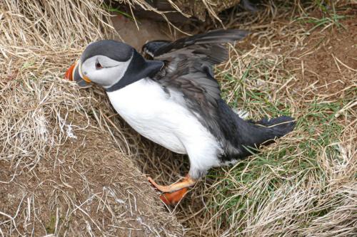 20230502 HafnarholmiPuffins 0149