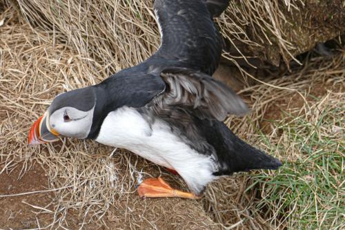 20230502 HafnarholmiPuffins 0150