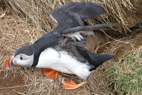 20230502 HafnarholmiPuffins 0151