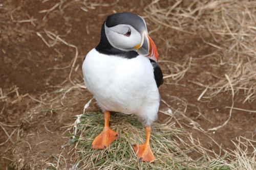 20230502 HafnarholmiPuffins 0152