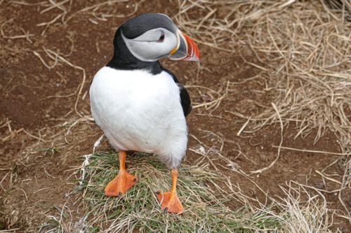 20230502 HafnarholmiPuffins 0153