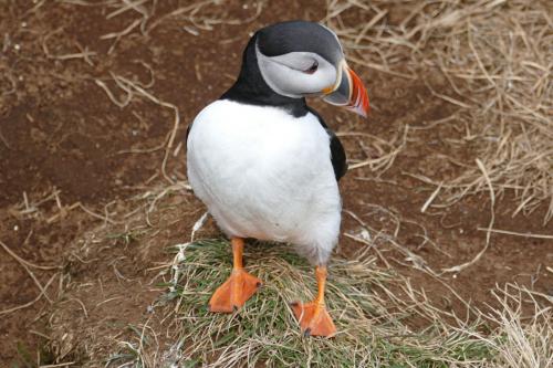 20230502 HafnarholmiPuffins 0154