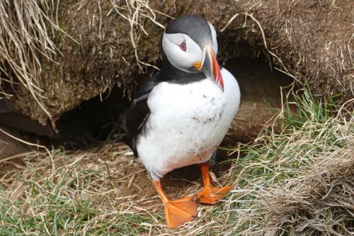 20230502 HafnarholmiPuffins 0155