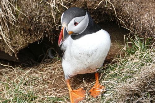 20230502 HafnarholmiPuffins 0156