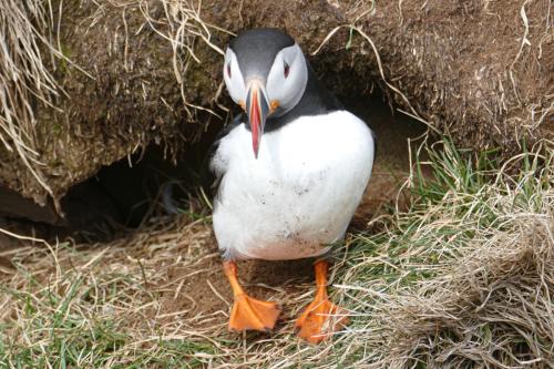 20230502 HafnarholmiPuffins 0157