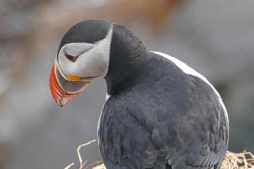 20230502 HafnarholmiPuffins 0158