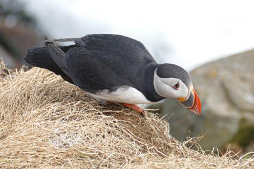 20230502 HafnarholmiPuffins 0159