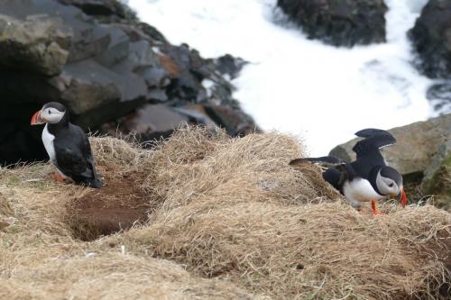 20230502 HafnarholmiPuffins 0161