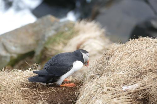 20230502 HafnarholmiPuffins 0162