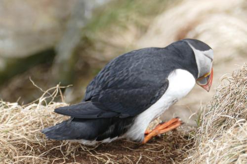 20230502 HafnarholmiPuffins 0163