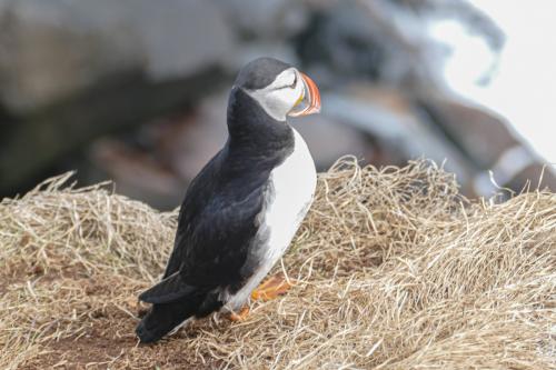 20230502 HafnarholmiPuffins 0164