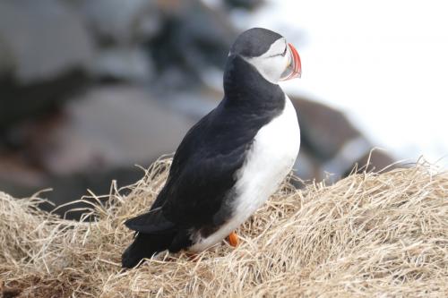 20230502 HafnarholmiPuffins 0165