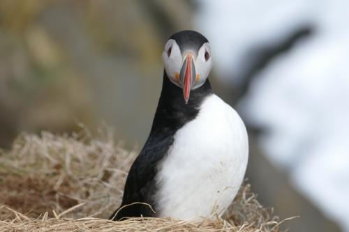 20230502 HafnarholmiPuffins 0166