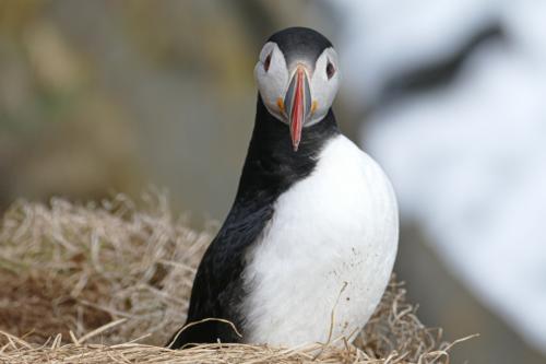 20230502 HafnarholmiPuffins 0167