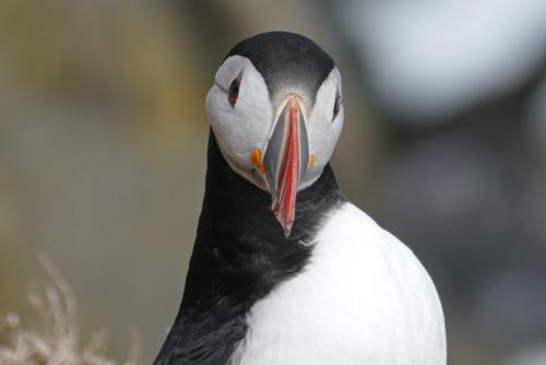 20230502 HafnarholmiPuffins 0168